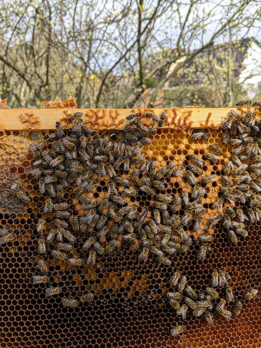 Sehr frühe Tracht der Kirsche, d.h. bereits jetzt Honigräume aufsetzen Bild 1