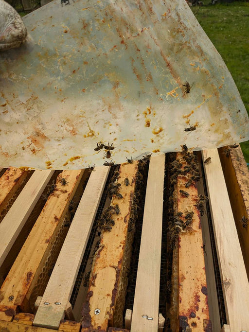 Sehr frühe Tracht der Kirsche, d.h. bereits jetzt Honigräume aufsetzen Bild 11