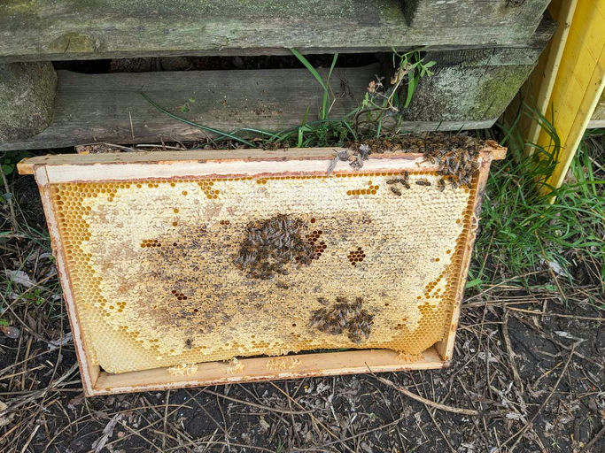 Sehr frühe Tracht der Kirsche, d.h. bereits jetzt Honigräume aufsetzen Bild 3