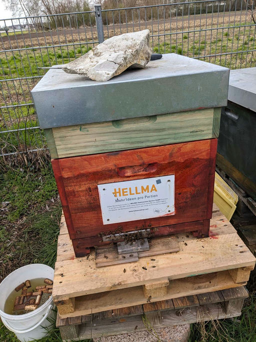 Sehr frühe Tracht der Kirsche, d.h. bereits jetzt Honigräume aufsetzen Bild 4