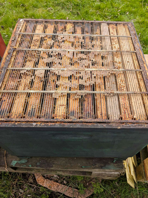 Sehr frühe Tracht der Kirsche, d.h. bereits jetzt Honigräume aufsetzen Bild 6