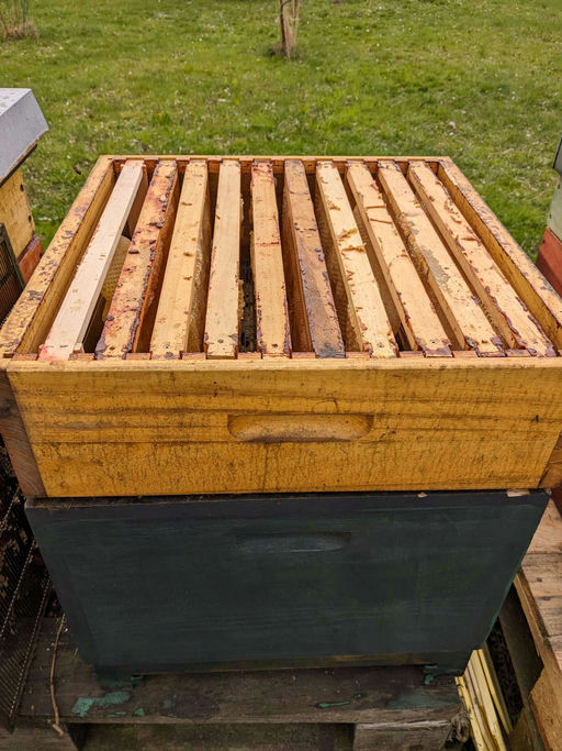 Sehr frühe Tracht der Kirsche, d.h. bereits jetzt Honigräume aufsetzen Bild 7