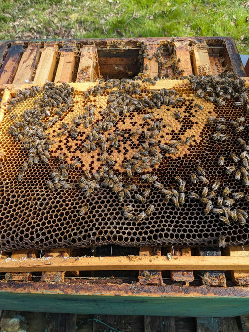 Sehr frühe Tracht der Kirsche, d.h. bereits jetzt Honigräume aufsetzen Bild 2