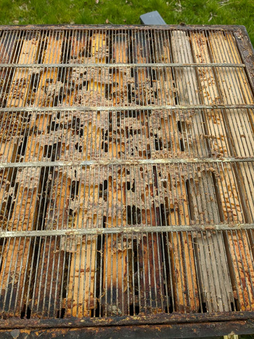 Sehr frühe Tracht der Kirsche, d.h. bereits jetzt Honigräume aufsetzen Bild 5