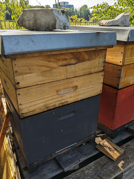 Honigernte 2023 Bild 5