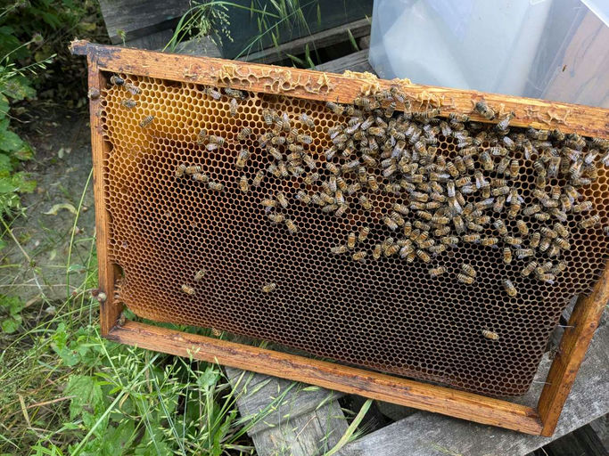Volk 1 hat wieder eine neue Königin, Honigertrag bisher zu gering für eine Ernte im Juni Bild 1