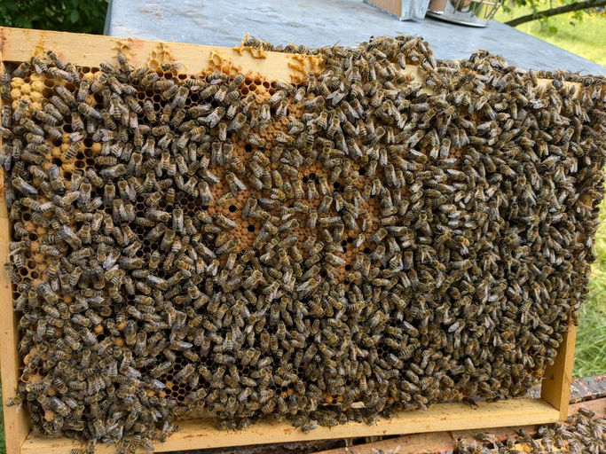 Volk 1 hat wieder eine neue Königin, Honigertrag bisher zu gering für eine Ernte im Juni Bild 2