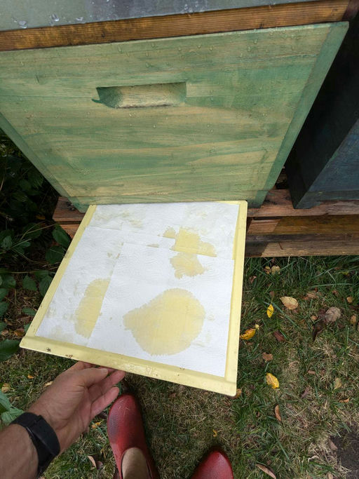 Varroa - und Futterkontrolle ggf. Nachbehandlung und Nachfütterung Bild 1