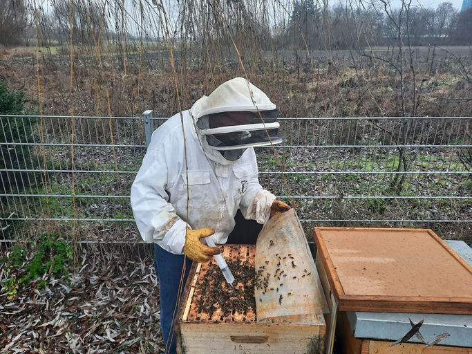 Schwarmverhinderung, Entnahme Altwaben und Drohnenbrut, Einschmelzen Altwaben Bild 1
