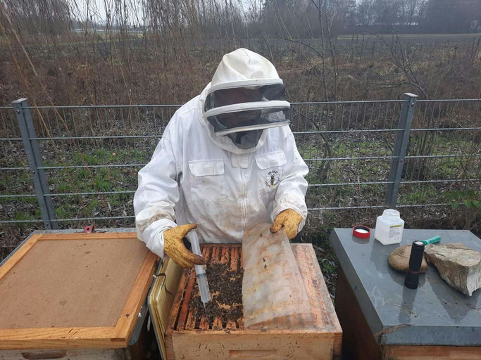 Schwarmverhinderung, Entnahme Altwaben und Drohnenbrut, Einschmelzen Altwaben Bild 2