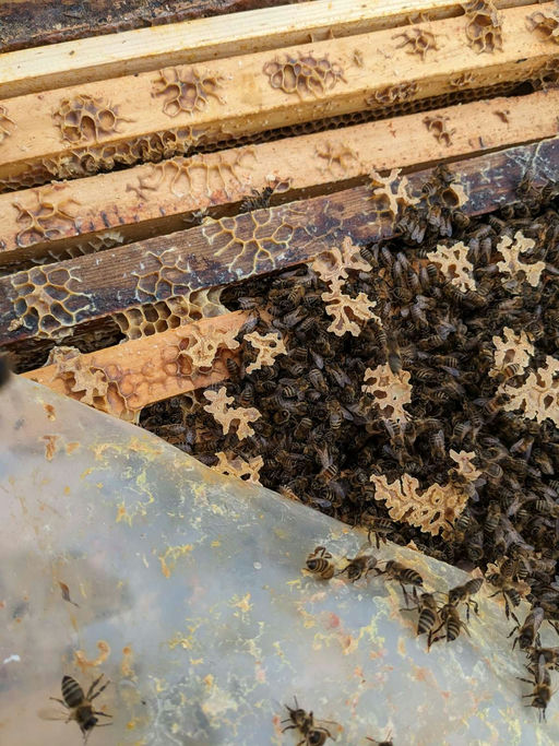 Futterkontrolle Bild 3