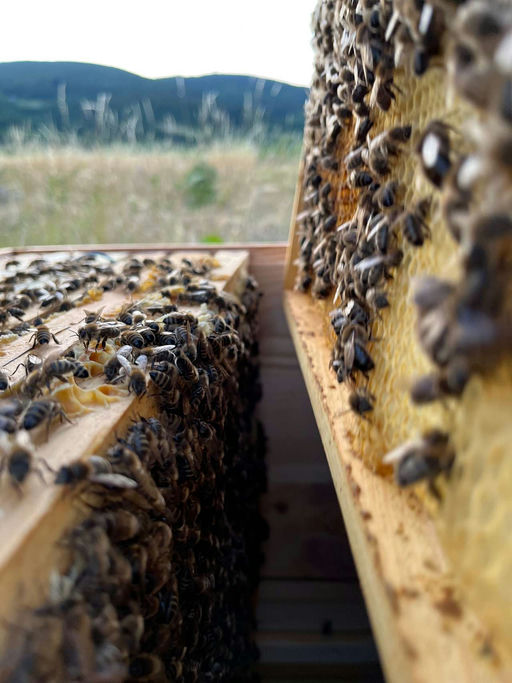 Das neue Bienenvolk zieht ein Bild 2