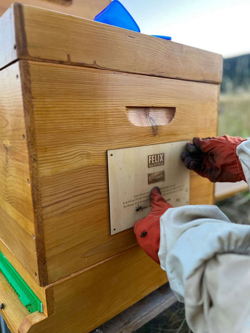 Das neue Bienenvolk zieht ein Bild 3