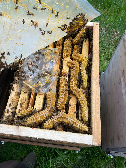 Erweiterung bereits im März Bild 3