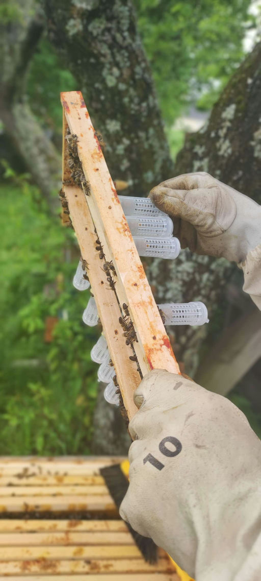 Königinnenzucht Bild 1