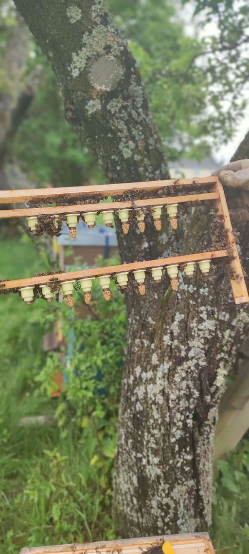 Königinnenzucht Bild 2