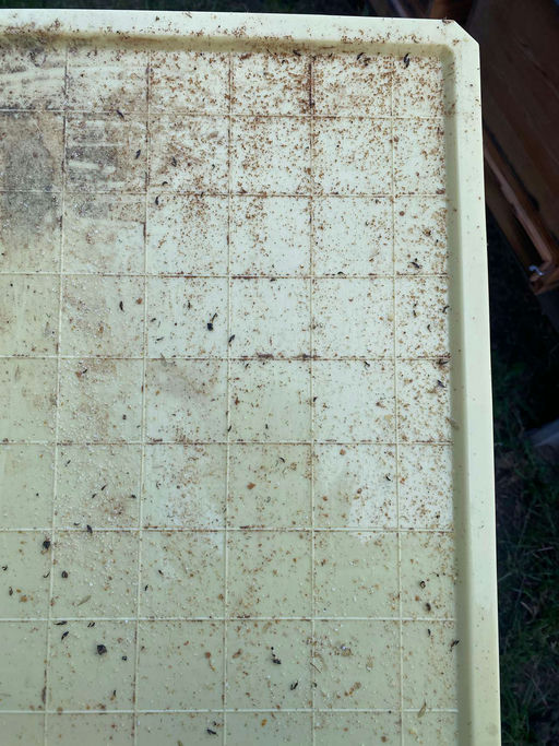 Winterbehandlung gegen die Varoamilbe Bild 10