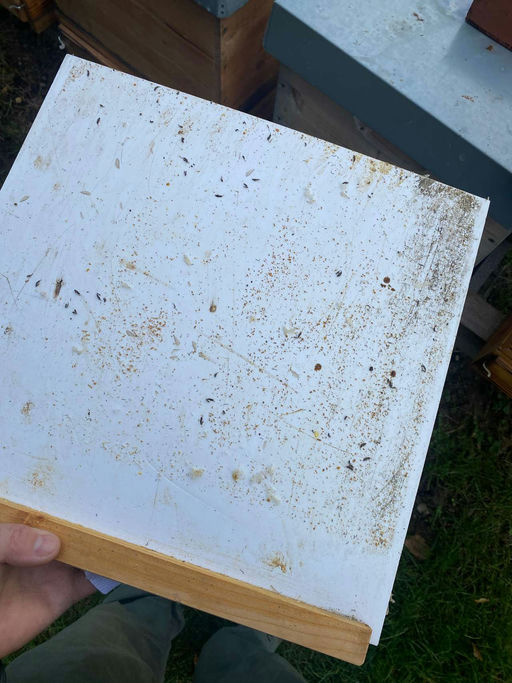 Winterbehandlung gegen die Varoamilbe Bild 11