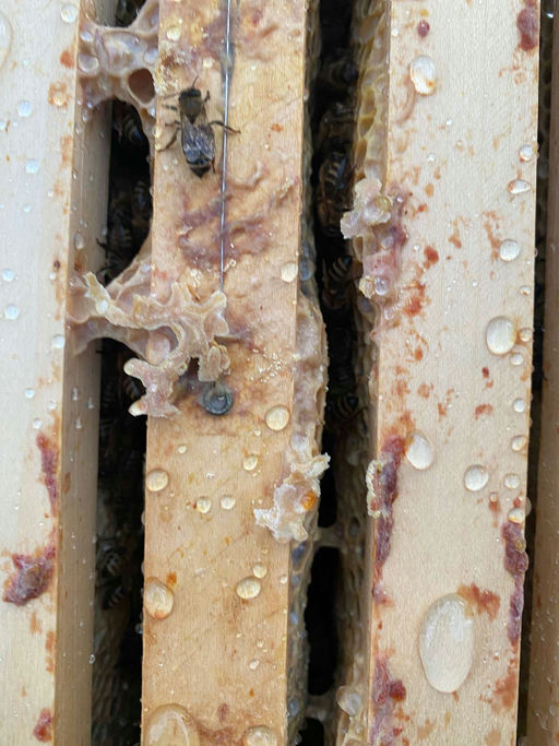 Winterbehandlung gegen die Varoamilbe Bild 2