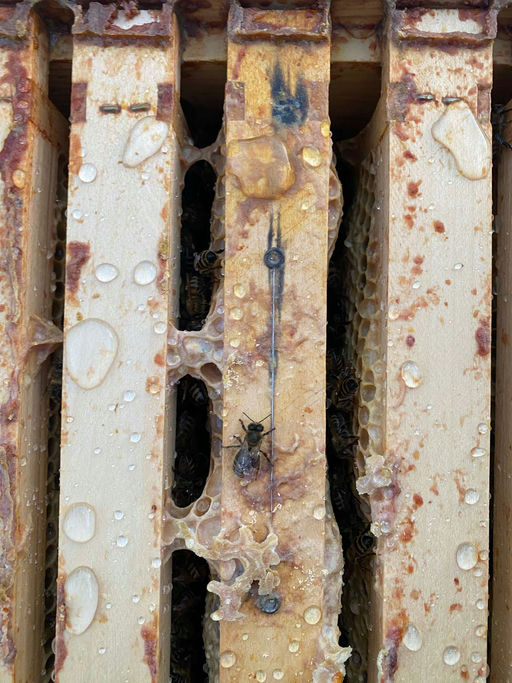 Winterbehandlung gegen die Varoamilbe Bild 3