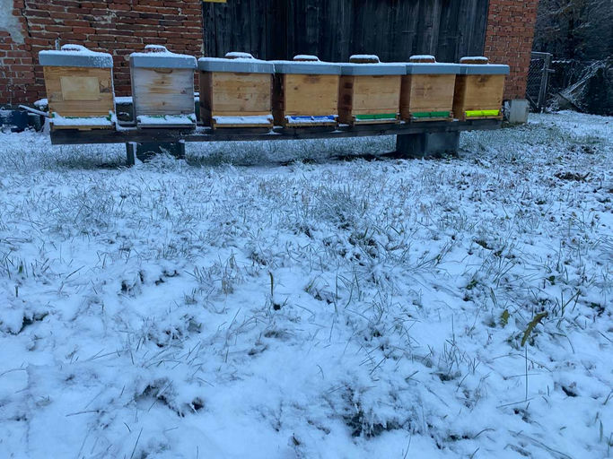 Winterbehandlung gegen die Varoamilbe Bild 7