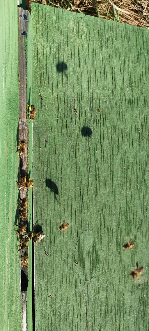 Das Bienenjahr hat begonnen
