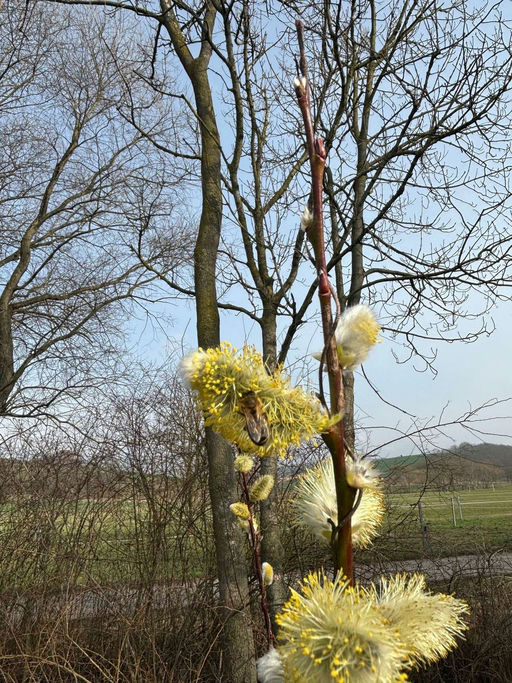 Erste Durchsicht der Völker im Frühjahr