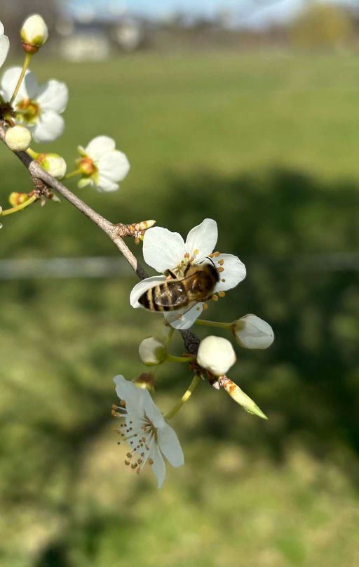 Unsere Bienen sind sehr bereits sehr fleißig Bild 1