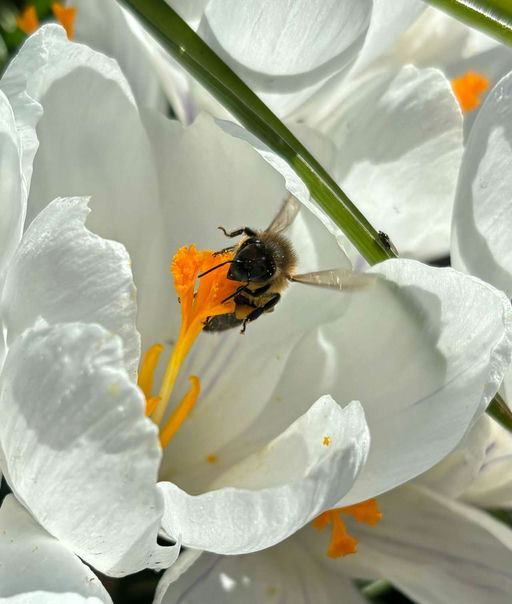 Unsere Bienen sind sehr bereits sehr fleißig Bild 2