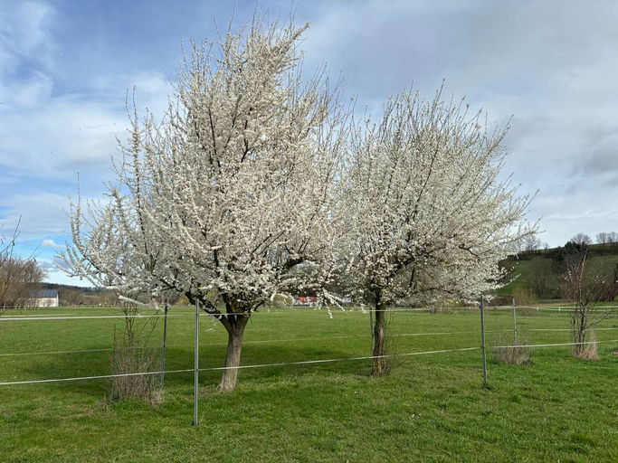 Unsere Bienen sind sehr bereits sehr fleißig Bild 3