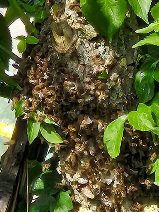 Es schwärmt... Bild 1