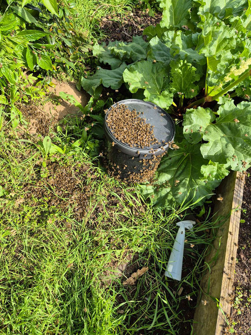 Es schwärmt... Bild 2