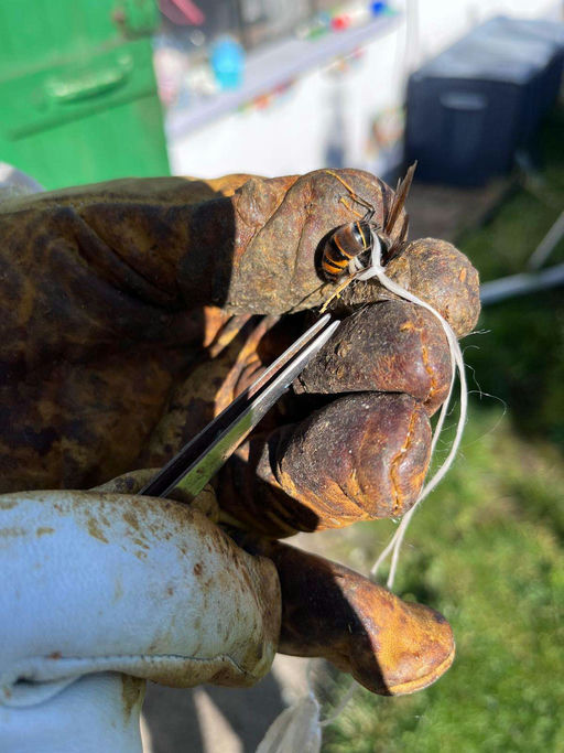 Jetzt ist sie auch bei mir - die asiatische Hornisse Bild 2