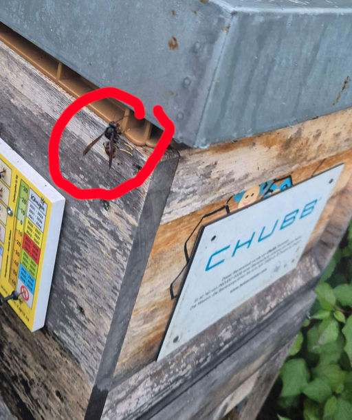 Jetzt ist sie auch bei mir - die asiatische Hornisse Bild 3