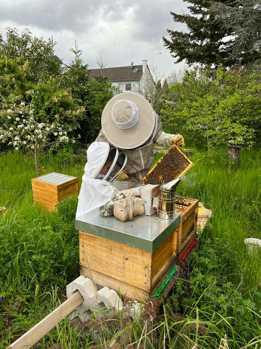 Auf die Plätze, fertig, los - der Honigraum kommt drauf! Bild 1