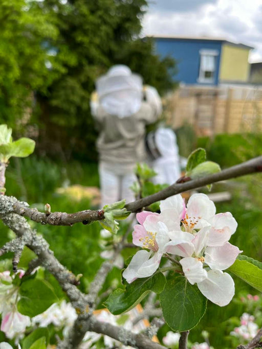Auf die Plätze, fertig, los - der Honigraum kommt drauf! Bild 2