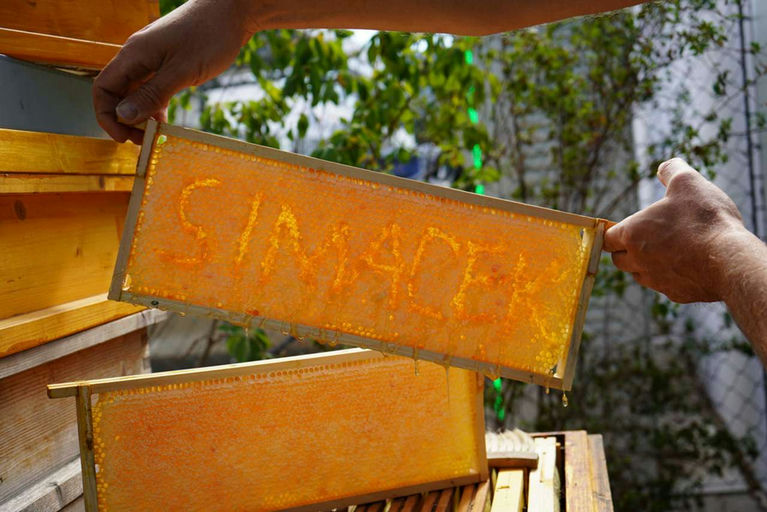 Honigernte - Mmmmm Lecker! Bild 18