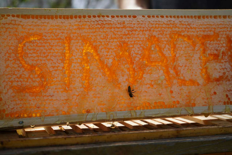 Honigernte - Mmmmm Lecker! Bild 19