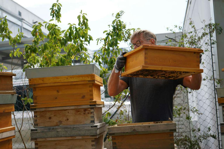 Honigernte - Mmmmm Lecker! Bild 9