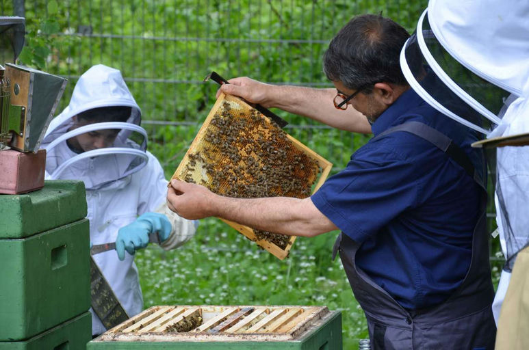 Neue Bienen braucht das Land ...