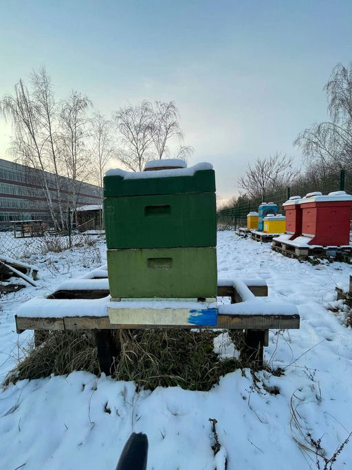 Bienenstand im Winter