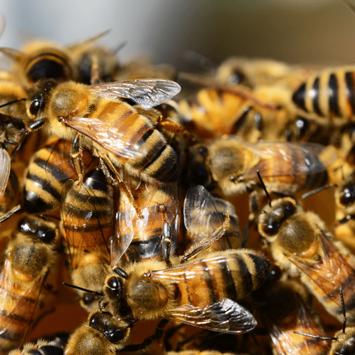 Dezember: Ruhe im Bienenstock