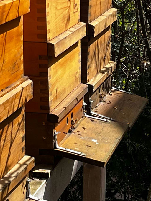 Durchsicht der Völker im März, Anpassung der Bruträume