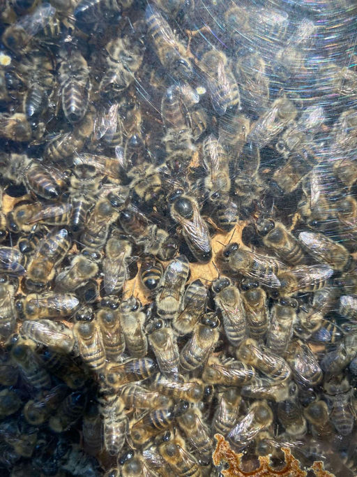 Königinnenzucht im Schaukasten