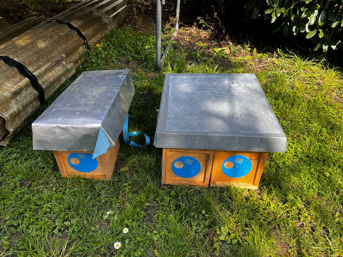 Die ersten Ableger im April