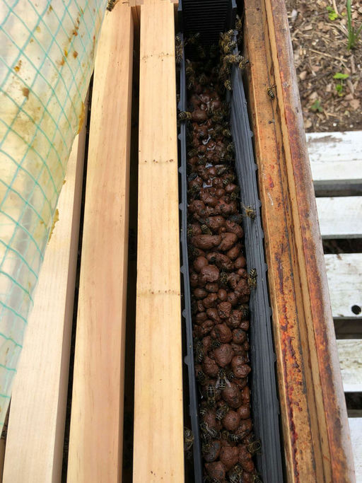 Einfütterung für den Winter nach der Honigernte