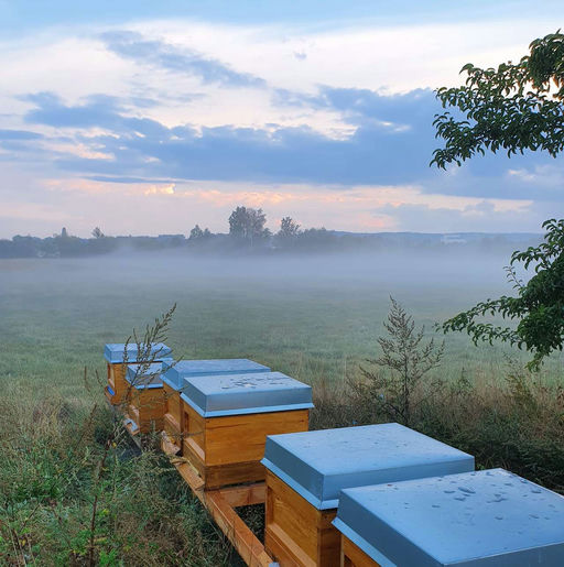 Herbst bei den Bienen