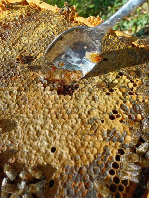 Futterkranzprobe Bild 2