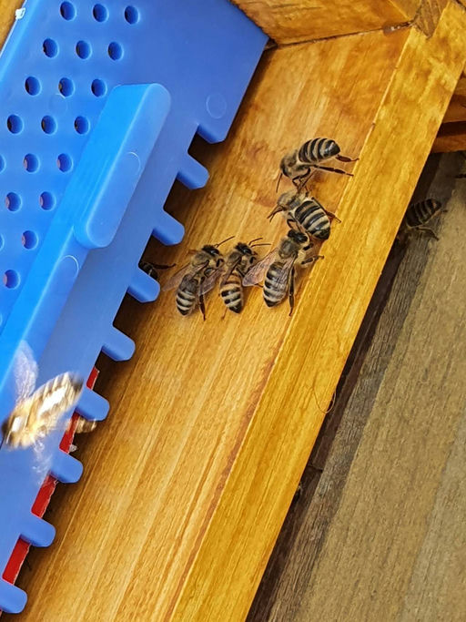 Varroa Behandlung und Einfüttern der Bienen Bild 1