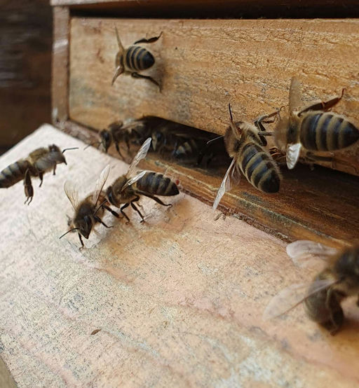 Der Frühling kommt Bild 1